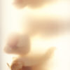 Letchi – Image 3
